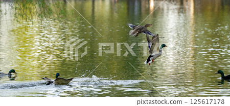 Funny flying mallard or wild ducks Anas platyrhynchos female swimming in the lake. Beautiful waterfowl. Close-up 125617178