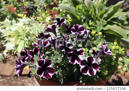 Sweetunia planting Sweetunia planting 125617186
