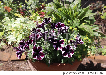 Sweetunia planting 125617187