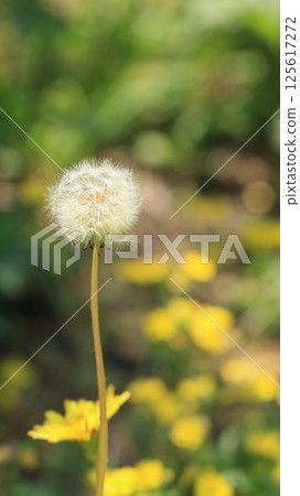 Dandelion fluff swaying in the wind, ready to fly out at any moment Dandelion fluff swaying in the wind, ready to fly out at any moment 125617272