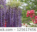 Wisteria 125617456