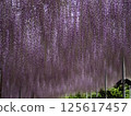 Wisteria 125617457