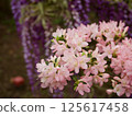 Azalea 125617458