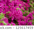 Azalea 125617459
