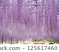 Wisteria 125617460