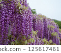 Wisteria 125617461