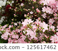 Azalea 125617462