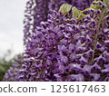 Wisteria 125617463