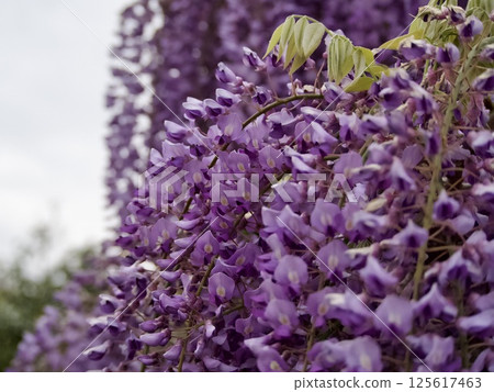 紫藤 125617463