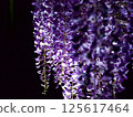 Wisteria 125617464