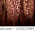 Wisteria 125617465