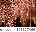 Wisteria 125617466
