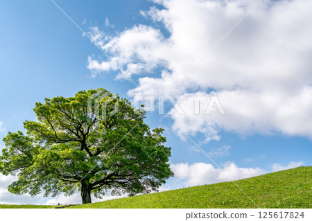 [Kanagawa Prefecture] Blue sky and a big tree 125617824