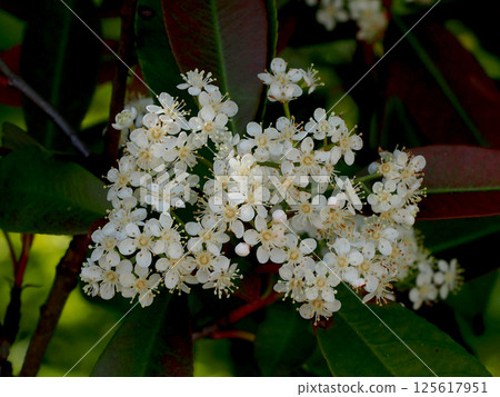 White flowers and buds of Japanese photinia (Photinia photinia in a park hedge) 125617951