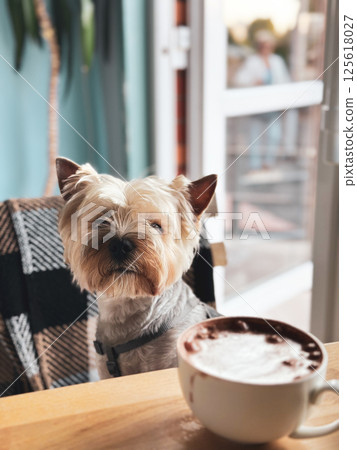 A small shaggy brown Yorkshire Terrier dog sits at a table, with a hyper-realistic cup of cappuccino or cacao in focus. Cute puppy pet in coffee shop. A small shaggy brown Yorkshire Terrier dog sits at a table, with a hyper-realistic cup of cappuccino or cacao in focus. Cute puppy pet in coffee shop. 125618027