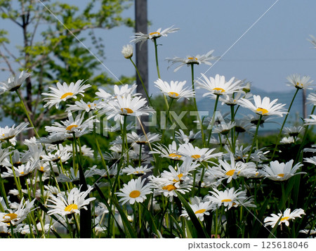 White daisies in the park (Spring sunshine lit up) White daisies in the park (Spring sunshine lit up) 125618046