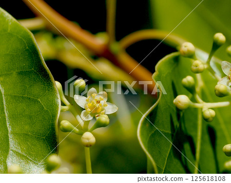 Cream-colored flowers and buds of camphor tree (Camporum flower and branch with many buds) 125618108