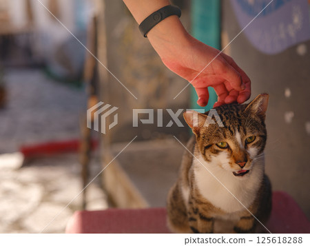 Street cats of Turkey roam freely, lounging, playing, and exploring the vibrant streets, creating charming scenes of daily life in urban and rural settings. woman petting a cat 125618288