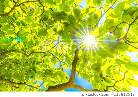 Yokohama cityscape in Japan: A ray of hope... the fresh green of the white magnolia tree. An image of ecology, noble spirit, love for nature, etc. 125618512