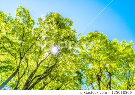 Yokohama cityscape in Japan. The season of fresh greenery. Sunlight filtering through the trees. Image of greenery. April 30th. 125618569