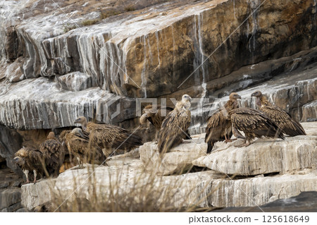 Flock of Himalayan vulture or Gyps himalayensis or Himalayan griffon vulture and Eurasian griffon vulture at nesting site perched on cliff winter season safari panna national park madhya pradesh india 125618649