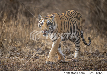 wild sub adult male bengal tiger or panthera tigris head on walking with eye contact at panna national park forest reserve madhya pradesh india during summer season morning safari 125618650