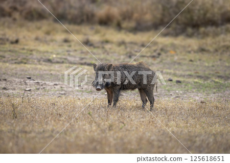 wild male Indian boar or Andamanese pig or Moupin pig or Sus scrofa cristatus in natural scenic green open field grassland area at ranthambore national park forest tiger reserve rajasthan india asia 125618651
