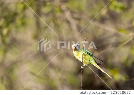 wild Plum headed parakeet or Psittacula cyanocephala bird at jim corbett national park forest tiger reserve uttarakhand india perched on branch in natural scenic green background in jungle safari 125618652