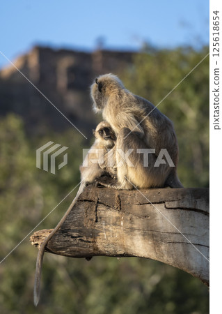 wild female mother northern plains gray langur or Semnopithecus entellus or hanuman langur with baby feeding milk in summer season morning safari ranthambore national park forest tiger reserve india 125618654