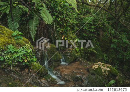 Lush forest stream. Beautiful mountain spring of water in the tropical jungle 125618673