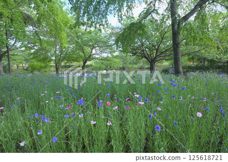 April scenery at Kitakashiwa Furusato Park 125618721