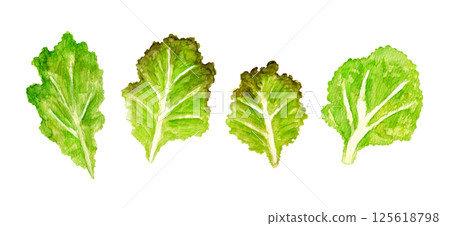 手繪水彩插圖的褶邊生菜 125618798