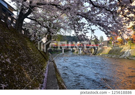 Spring in Takayama, Gifu Prefecture, Japan. Cherry blossoms in full bloom and the tourist attraction Nakabashi Bridge. Cherry blossom petals piled up on the bank along the Miyagawa River. 125618886
