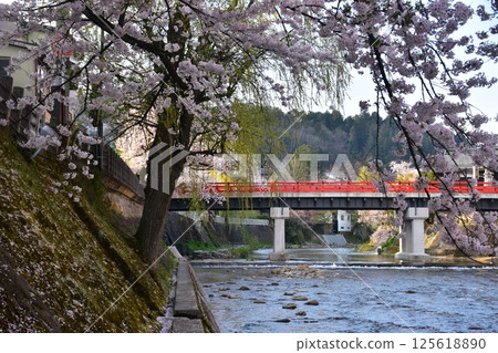 Spring in Takayama, Gifu Prefecture, Japan. Cherry blossoms in full bloom and the tourist attraction Nakabashi Bridge. Cherry blossom petals piled up on the bank along the Miyagawa River. Spring in Takayama, Gifu Prefecture, Japan. Cherry blossoms in full bloom and the tourist attraction Nakabashi Bridge. Cherry blossom petals piled up on the bank along the Miyagawa River. 125618890