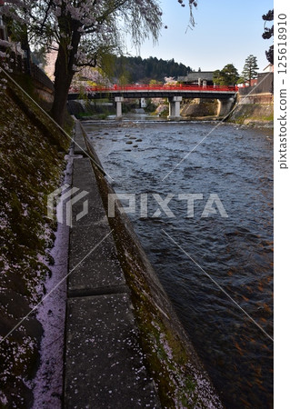 Spring in Takayama, Gifu Prefecture, Japan. Cherry blossoms in full bloom and the tourist attraction Nakabashi Bridge. Cherry blossom petals piled up on the bank along the Miyagawa River. 125618910
