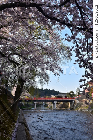 Spring in Takayama, Gifu Prefecture, Japan. Cherry blossoms in full bloom and the tourist attraction Nakabashi Bridge. Cherry blossom petals piled up on the bank along the Miyagawa River. 125618912