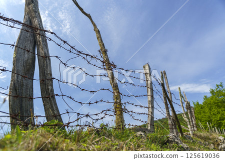 Old barbed wire fence with wooden posts on a farm pasture in nature 125619036