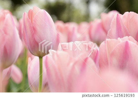 Soft and cute pink tulips, colorful close-up 125619193
