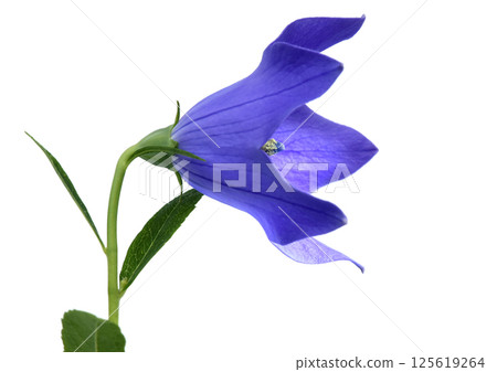 Bellflower, one of the seven autumn herbs, A3 (fixed photo) 125619264