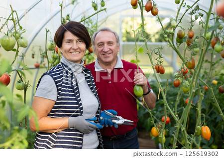 Old man and woman happily harvesting tomatoes in greenhouse Old man and woman happily harvesting tomatoes in greenhouse 125619302
