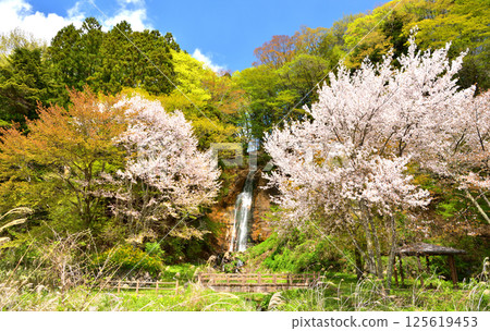 Spring arrives at Shiobara Onsen with cherry blossoms in full bloom and Yohai Falls in Nasushiobara, Tochigi Prefecture 125619453