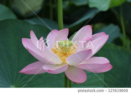 Lotus flowers in the Lotus Pond at Mizumoto Park, late June to July, Katsushika Ward, Tokyo Lotus flowers in the Lotus Pond at Mizumoto Park, late June to July, Katsushika Ward, Tokyo 125619608