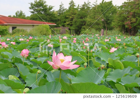 東京葛飾區都立水本公園「蓮花池」的蓮花，6月下旬至7月 125619609