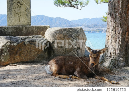 Japan Hiroshima Miyajima Itsukushima Shrine Deer Japan Hiroshima Miyajima Itsukushima Shrine Deer 125619753