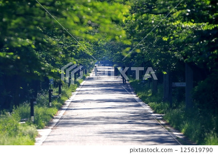 辰巳之森公園的綠樹成蔭的大道(東京都江東區) 辰巳之森公園的綠樹成蔭的大道(東京都江東區) 125619790