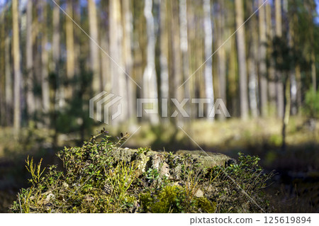 Table wood stomp podium in nature forest background. Place for Product display  125619894
