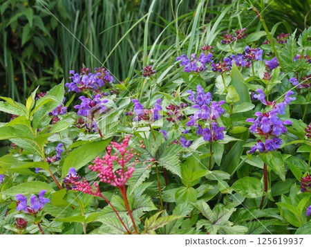 Prunella vulgaris on Mt. Naeba Prunella vulgaris on Mt. Naeba 125619937