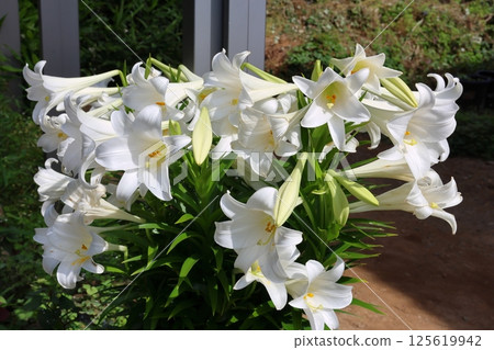 Easter lily lily 125619942