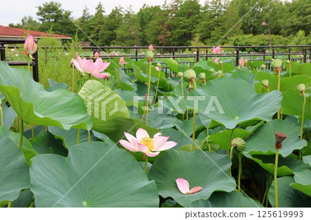 Lotus flowers in the Lotus Pond at Mizumoto Park, late June to July, Katsushika Ward, Tokyo 125619993