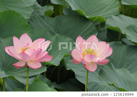Lotus flowers in the Lotus Pond at Mizumoto Park, late June to July, Katsushika Ward, Tokyo 125619994